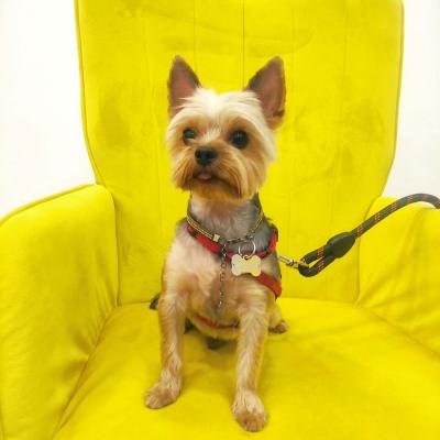 Συμβουλές για έναν χαρούμενο και υγιή τετράποδο φιλαράκο!