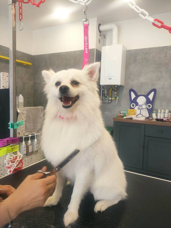 04.Mpate Skyloi Pets