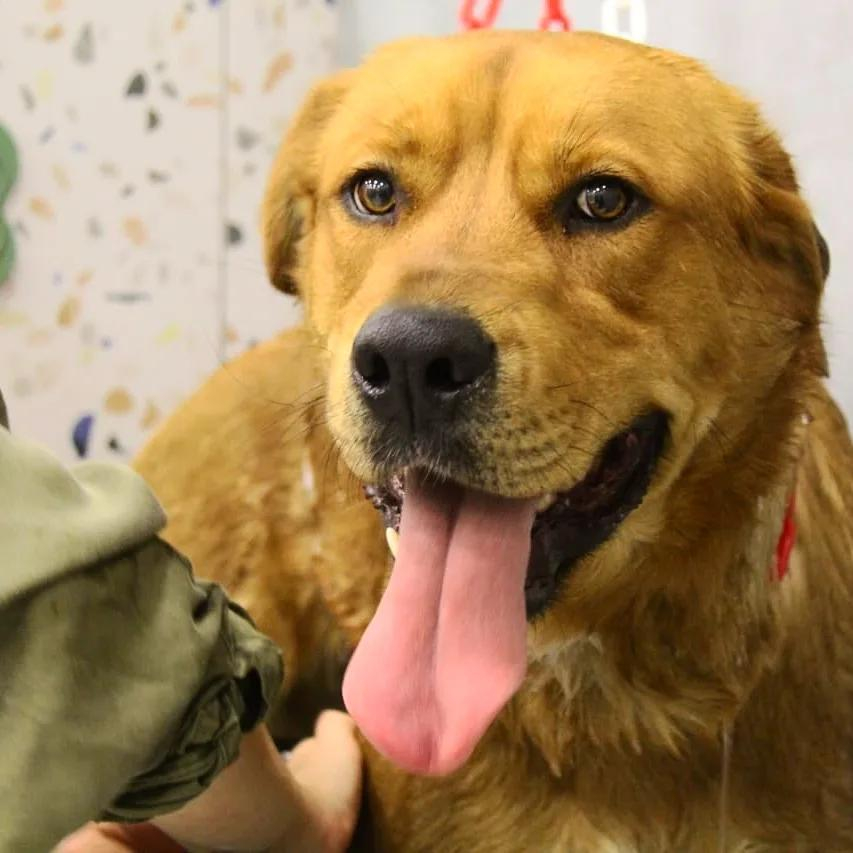 05.Mpate Skyloi Pets