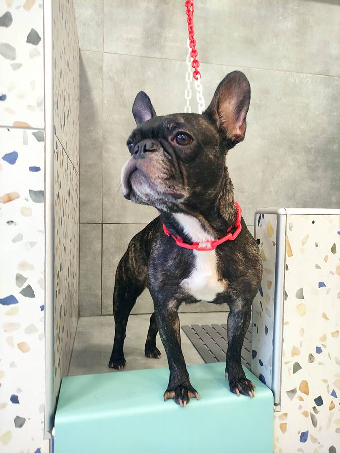 07.Mpate Skyloi Pets