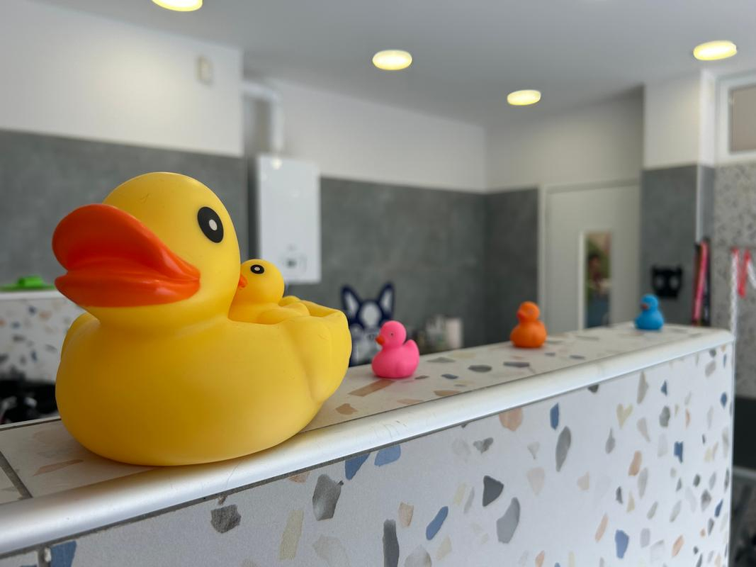 08.mpate Skyloi Pet Grooming Evosmos