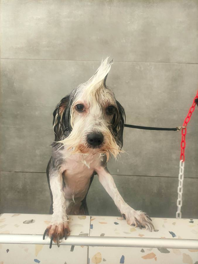 13.Mpate Skyloi Pets