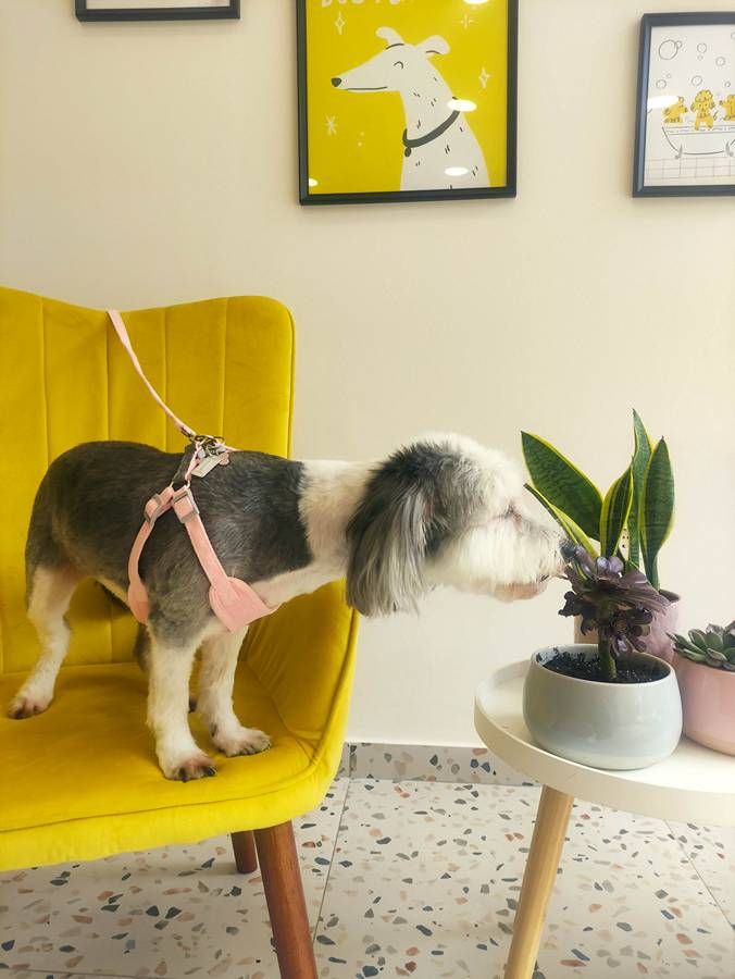 14.Mpate Skyloi Pets