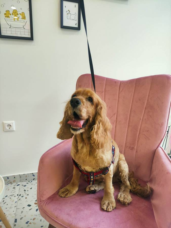 16.Mpate Skyloi Pets