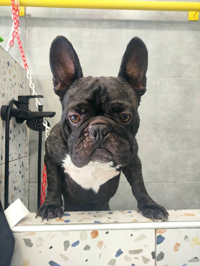 23.Mpate Skyloi Pets