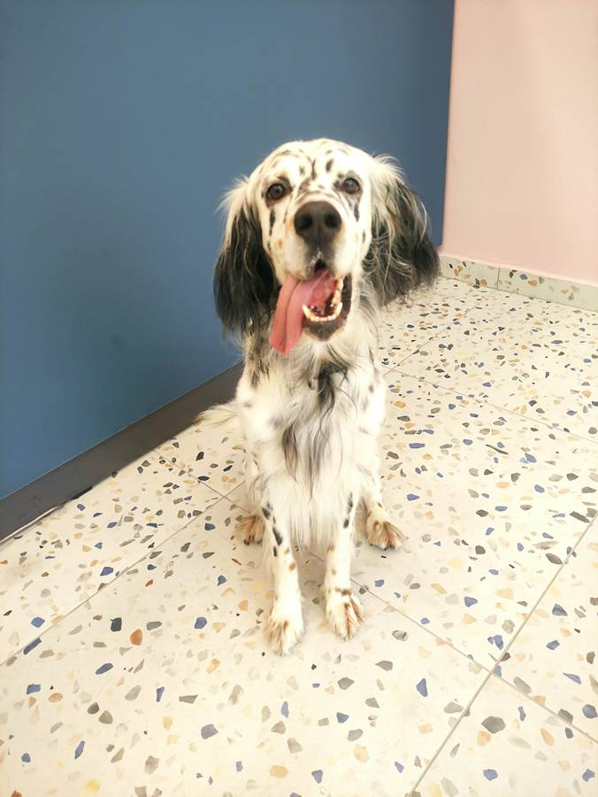 25.Mpate Skyloi Pets