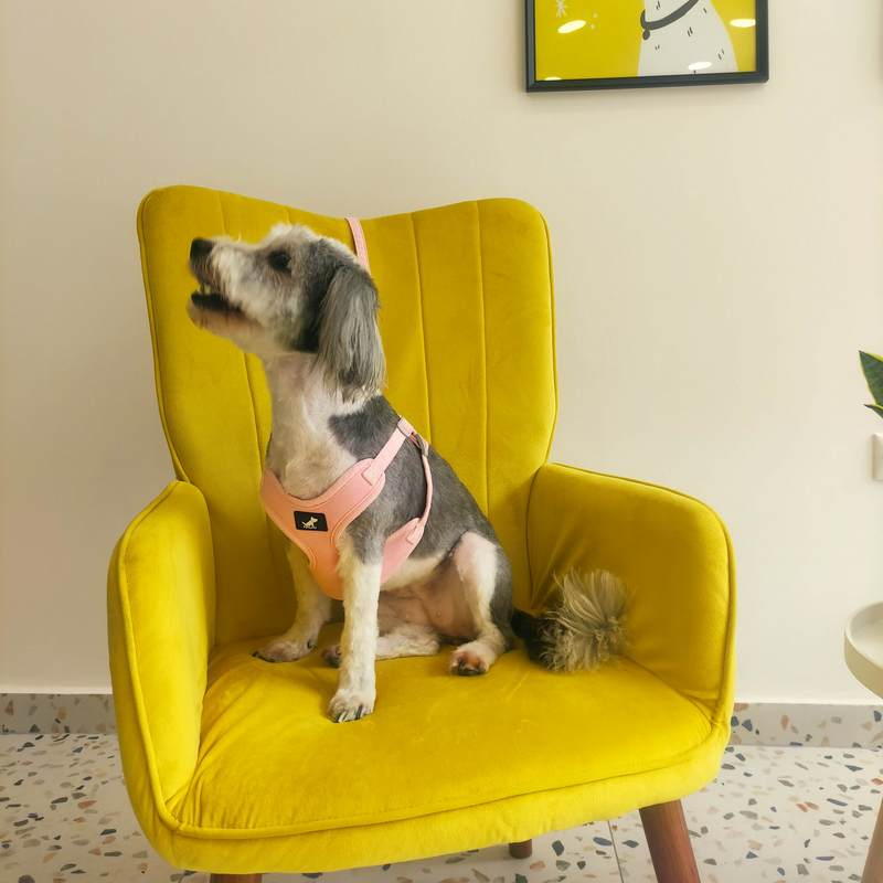 zaf_mpateskyloi_pets